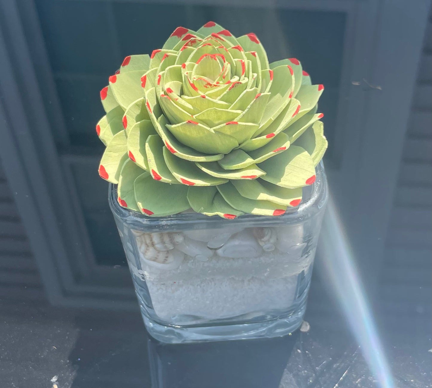 Beachy succulent