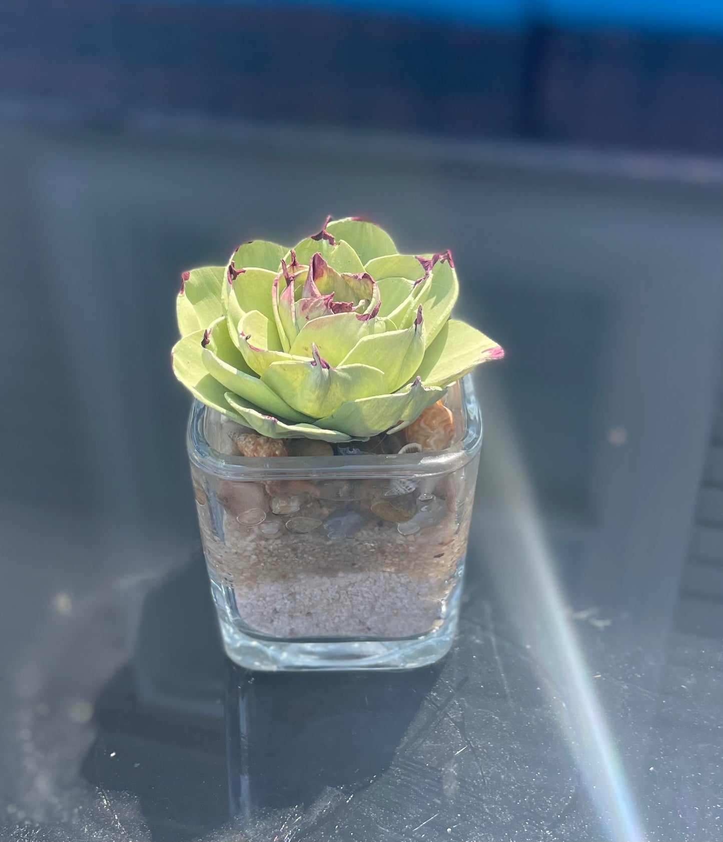 Beachy succulent